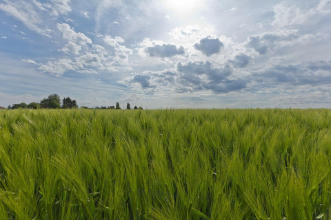 Sole e nuvole su un campo verde vicino al lodge Biebosch nei Paesi Bassi, paesaggio rurale sereno.