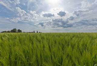Sole e nuvole su un campo verde vicino al lodge Biebosch nei Paesi Bassi, paesaggio rurale sereno.