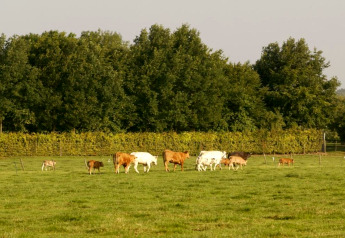 Een kudde koeien graast op een groen veld bij Biebosch Sunshower lodge in Nederland, omgeven door bomen.