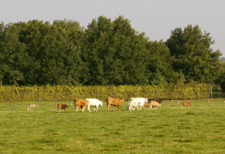 Un gruppo di mucche pascola su un prato verde presso il lodge Biebosch Sunshower nei Paesi Bassi, con alberi.