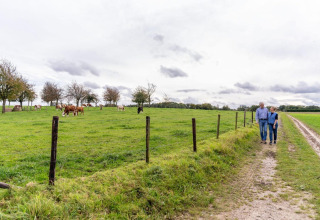 Una coppia anziana passeggia su un sentiero accanto a una mandria di mucche alla Biebosch Sunshower Lodge in Olanda.