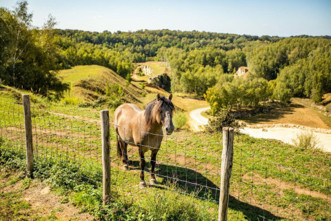 Un cavallo si trova dietro una recinzione nel paesaggio della Sunshower Biebosch lodge nei Paesi Bassi.