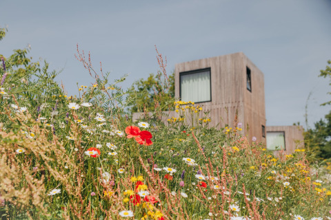 Fleurs sauvages épanouies devant un lodge moderne en bois sous un ciel bleu et ensoleillé.