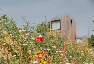 Fleurs sauvages épanouies devant un lodge moderne en bois sous un ciel bleu et ensoleillé.