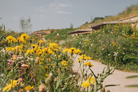 Des fleurs sauvages jaunes fleurissent devant un lodge ensoleillé avec toits végétalisés et paysage naturel.