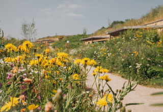 Des fleurs sauvages jaunes fleurissent devant un lodge ensoleillé avec toits végétalisés et paysage naturel.