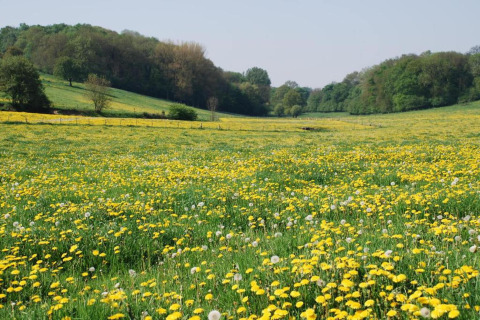 Champ fleuri de pissenlits jaunes près d'un lodge, entouré de collines boisées et verdoyantes.