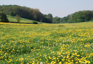 Champ fleuri de pissenlits jaunes près d'un lodge, entouré de collines boisées et verdoyantes.