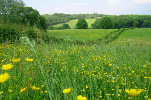 Photo d’une prairie verdoyante avec des fleurs jaunes, des arbres et un lodge en arrière-plan sous un ciel clair.