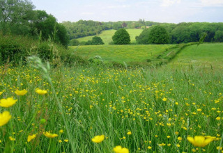 Photo d’une prairie verdoyante avec des fleurs jaunes, des arbres et un lodge en arrière-plan sous un ciel clair.