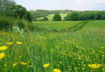 Imagen de un prado verde con flores silvestres amarillas, árboles y una cabaña al fondo bajo el cielo azul.