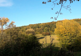 Vue depuis un lodge sur des arbres de différentes teintes de vert sous un ciel bleu éclatant.