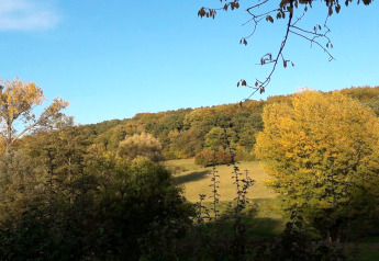 Vue depuis un lodge sur des arbres de différentes teintes de vert sous un ciel bleu éclatant.