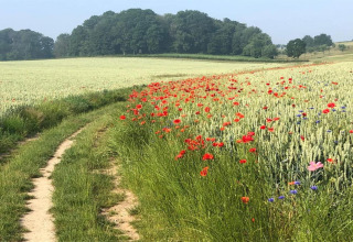 Pad tussen korenvelden met rode klaprozen bij Resort Gulpen 5 in Nederland, bomen op de achtergrond.