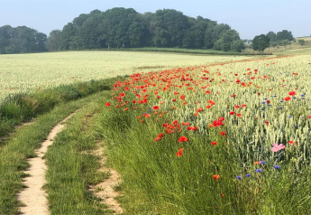 Sti gennem grønne marker med vilde blomster og korn, med træer i baggrunden ved Resort Gulpen 5.