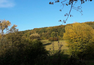 Vue depuis un lodge sur une clairière ensoleillée, des arbres denses et un ciel bleu dégagé.