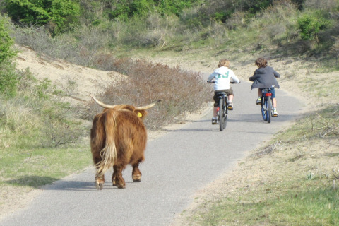 Twee kinderen fietsen op een pad terwijl een hooglandkoe achter hen loopt, tussen het groen en zandduinen.