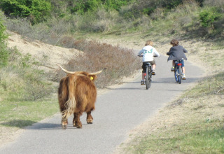 Twee kinderen fietsen op een pad terwijl een hooglandkoe achter hen loopt, tussen het groen en zandduinen.