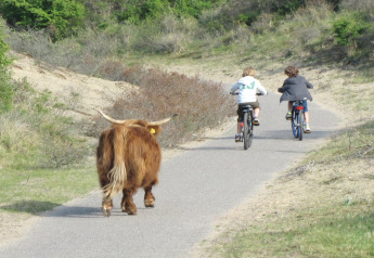 Deux enfants font du vélo sur un sentier tandis qu'une vache Highland les suit, dans un paysage naturel.