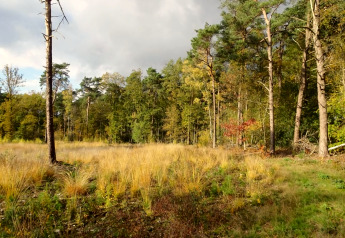 Foto genomen bij een lodge met een open veld vol hoog gras en bomen op de achtergrond in het zonlicht.