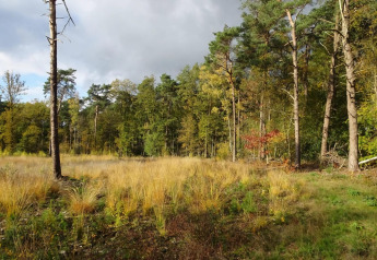 Foto genomen bij een lodge, met hoge, gele grasvelden en bomen op de achtergrond in zacht zonlicht.
