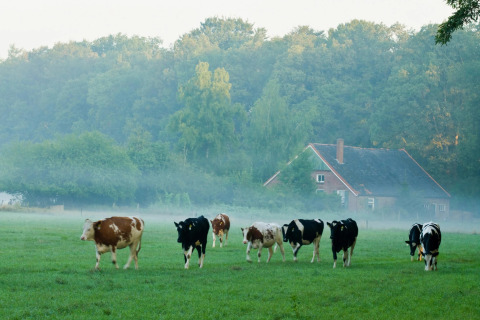 Køer græsser på en grøn mark i morgentåge foran en hytte omgivet af skov, fredelig landidyl.