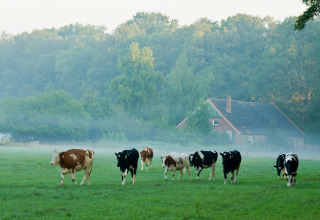 Koeien grazen in de ochtendmist op een groene weide bij een lodge, met bos op de achtergrond.