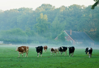 Koeien grazen in de ochtendmist op een groene weide bij een lodge, met bos op de achtergrond.