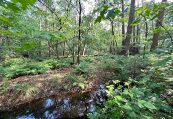 View of a lush green forest with ferns and a small water stream, captured near a lodge in the wilderness.