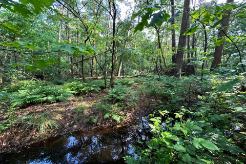 Udsigt over en frodig grøn skov med bregner, spejlblankt vand og sollys, taget fra en lodge i naturen.