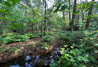 Zicht op een groen, dichtbegroeid bos met varens en een beekje, vastgelegd bij een lodge in het bos.