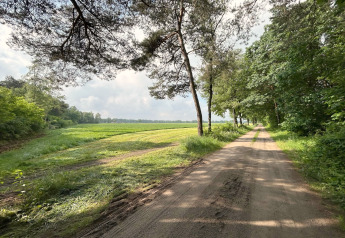 Ländlicher Weg bei Wellness Suite in den Niederlanden, umgeben von Bäumen und grünen Feldern bei Sonne.