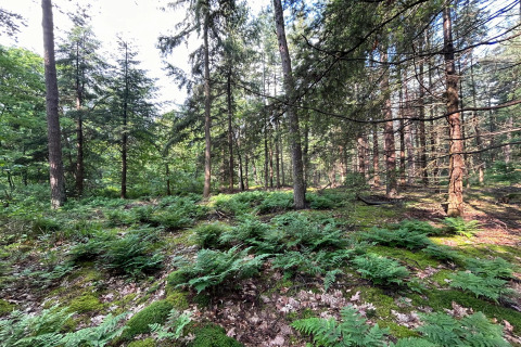 Skovbund dækket af bregner og mos, sollys filtrerer gennem høje nåletræer ved Wellness Suite, Holland.