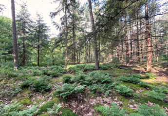 Sunlight streams through tall trees and ferns in a lush green forest near the Forest Suite Lodge in the Netherlands.