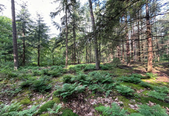 Sollys filtreres gennem høje træer og bregner i en grøn skov nær Forest Suite Lodge i Holland.