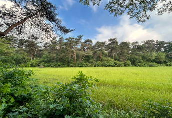 Uitzicht op een groene weide en dichtbegroeid bos onder blauwe lucht bij Forest Suite Lodge in Nederland.