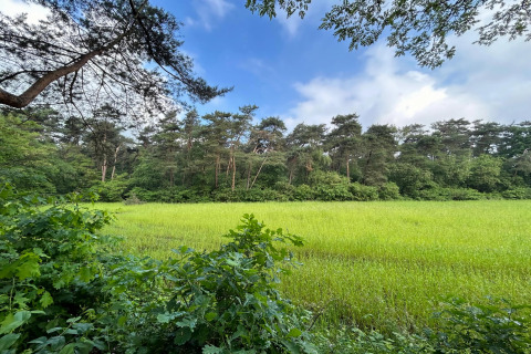 Uitzicht op groene weide en bos onder een blauwe lucht bij het Forest Suite Lodge in Nederland.