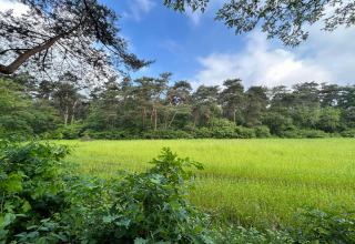 View of a lush green meadow and dense trees under a blue sky at Forest Suite Lodge in the Netherlands.