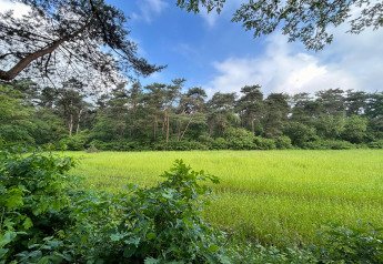 Udsigt over en grøn eng og fyldig skov under en blå himmel ved Forest Suite Lodge i Nederlandene.