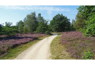 Sandweg führt durch lila Heide und Bäume bei einer Glamping-Unterkunft, sonniger Himmel darüber.