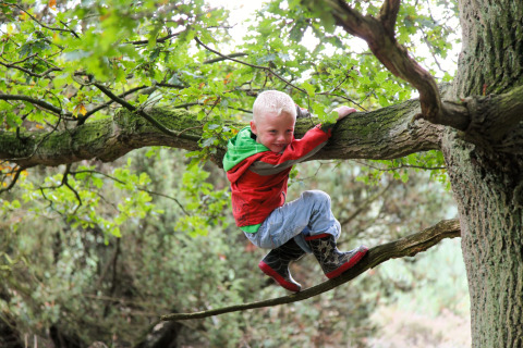 Un bambino si arrampica su un ramo presso Holiday park «Tolplas 19» nei Paesi Bassi, indossando giacca rossa.