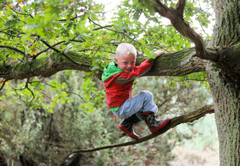 A child climbs a tree branch wearing a red jacket and boots at Holiday park «Tolplas 19» in the Netherlands.