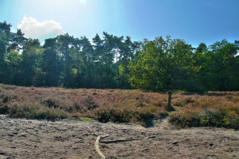 Waldlandschaft in der Nähe des American Log Cabin in den Niederlanden mit Sandweg und Heidekraut.