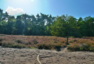 Waldlandschaft in der Nähe des American Log Cabin in den Niederlanden mit Sandweg und Heidekraut.