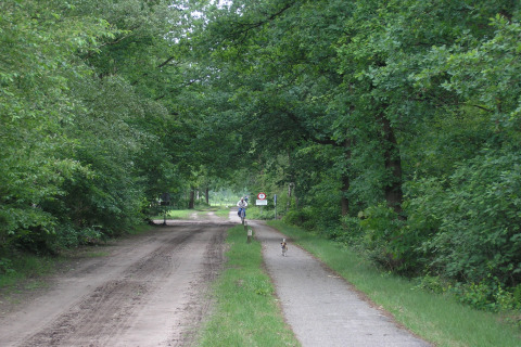 Chemin en forêt près de l’American Log Cabin aux Pays-Bas, cycliste et chien lors d'une journée paisible.