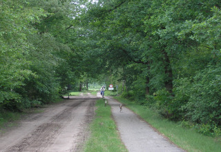 Sti gennem grøn skov nær American Log Cabin i Nederlandene, med cyklist og hund en fredelig dag.