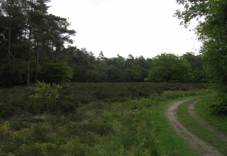 Chemin forestier et lande près du chalet American Log Cabin aux Pays-Bas, entouré d’arbres verdoyants.