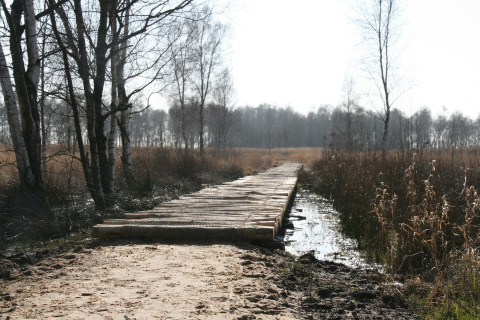 Pasarela de madera sobre humedal cerca de American Log Cabin en Países Bajos, rodeada de árboles.