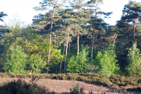 Boslandschap bij Residence de Eese 20 in Nederland met hoge groene bomen en zonlicht.