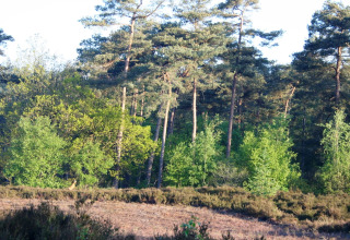Boslandschap bij Residence de Eese 20 in Nederland met hoge groene bomen en zonlicht.